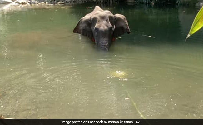 Pregnant Elephant Ate Pineapple Stuffed With Crackers In Kerala's ...