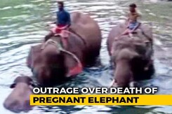 "3 Suspects," Says Kerala Chief Minister On Killing Of Pregnant Elephant "3 Suspects," Says Kerala Chief Minister On Killing Of Pregnant Elephant