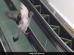 Watch: Escalator पर घूमते हुए एक कबूतर का VIDEO हो रहा वायरल Watch: Escalator पर घूमते हुए एक कबूतर का VIDEO हो रहा वायरल