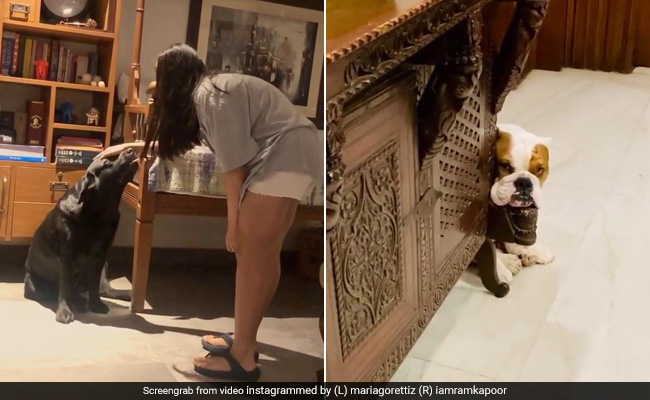 Celebrity Pets At Their Goofiest Best. These Videos Will Make Your Day