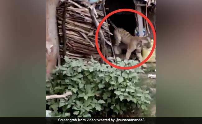 घर के अंदर घुसा बाघ, देखते ही चीख पड़े गांव के लोग, बाहर निकला और फिर... देखें Viral Video