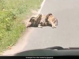Horrifying Video Shows Python Strangling Deer. Then, This... Horrifying Video Shows Python Strangling Deer. Then, This...