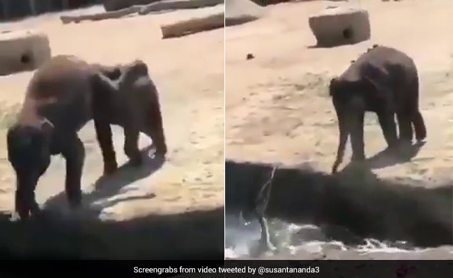 दोस्त को पानी में फेंकने के लिए छोटे हाथी ने की ऐसी शरारत, पीछे से मारा धक्का और फिर... देखें Viral Video