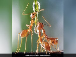 ...और जब बूंदों से चींटियों ने पीया पानी, Award Winning Photos देख आप भी कहेंगे Wow ...और जब बूंदों से चींटियों ने पीया पानी, Award Winning Photos देख आप भी कहेंगे Wow