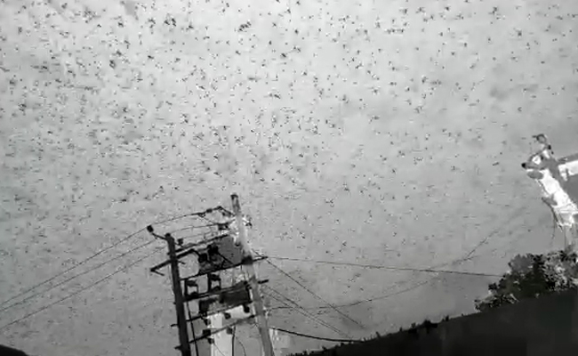 Swarms Of Desert Locusts Reach Delhi Outskirts After Gurugram