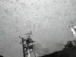 Swarms Of Desert Locusts Reach Delhi Outskirts After Gurugram Swarms Of Desert Locusts Reach Delhi Outskirts After Gurugram