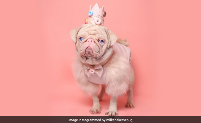 Meet "Milkshake", One Of Less Than 100 Pugs In The World With Pinkish Fur