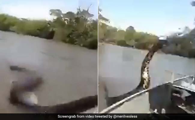 Men Try To Pull 17-Foot Anaconda From Water. Shocking Video Is Viral Again