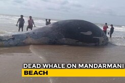 35-Foot Whale Washes Up On Bengal's Mandarmani Beach 35-Foot Whale Washes Up On Bengal's Mandarmani Beach