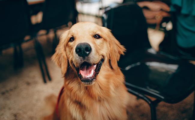 Dogs Can Be Trained To Detect 90% Covid Cases, Even Asymptomatic: Study