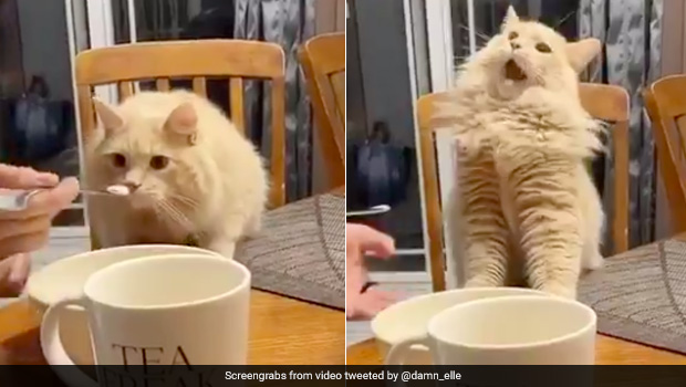 Cat Tastes Ice Cream For The First Time, See Viral Video