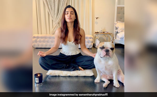 Samantha Ruth Prabhu's Meditation Partner Hash Steals The Show In This Pic