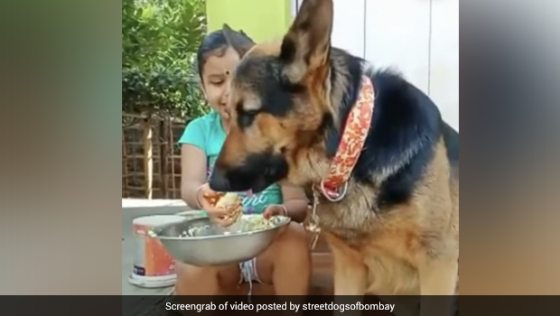 Viral Video Of Little Girl Feeding Dog With Hands Is The Best Thing You'll See On Internet Today