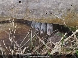 Can You Identify What This Viral Pic Shows? Twitter Is Confused Can You Identify What This Viral Pic Shows? Twitter Is Confused