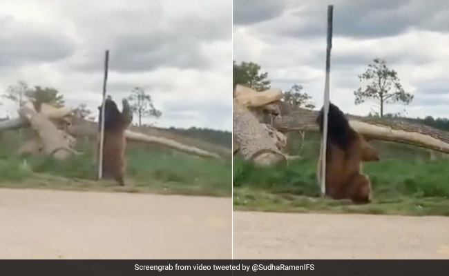 भालू ने जबरदस्त अंदाज में किया 'Pole Dance', खंभे से चिपककर ऐसे मटकाने लगा कमर... देखें Video