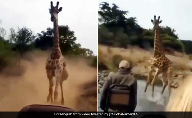 जंगल में घुसी गाड़ी तो गुस्सा गया जिराफ़, लगा दी पीछे दौड़ और फिर किया कुछ ऐसा... देखें Viral Video