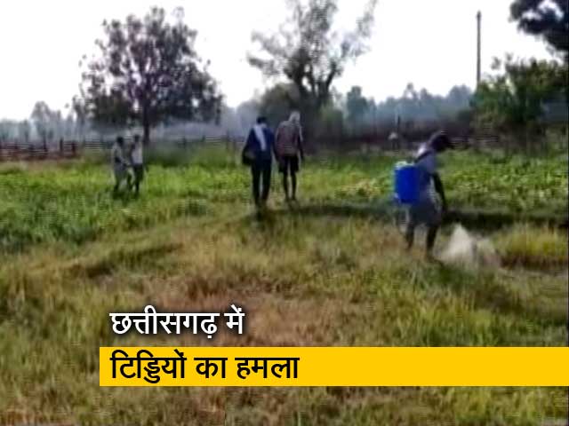 छत्तीसगढ़: कोरिया के ज्वारीटोला गांव में पहुंचा टिड्डियों का दल