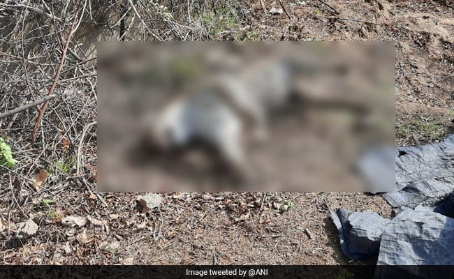 Panther Electrocuted To Death In Rajasthan's Bhilwara: Officials