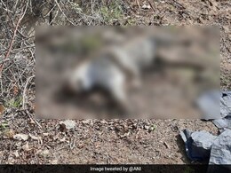 बिना संसाधन के रेस्क्यू करने आई वन विभाग के सामने ग्रामीणों ने पकड़ा पैंथर, मौत के बाद 3 ग्रामीण किये गए गिरफ्तार बिना संसाधन के रेस्क्यू करने आई वन विभाग के सामने ग्रामीणों ने पकड़ा पैंथर, मौत के बाद 3 ग्रामीण किये गए गिरफ्तार