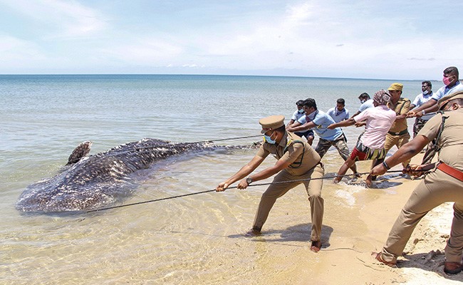 Carcass Of 18-Feet-Long Whale Shark Washes Up On Tamil Nadu Beach