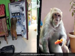 घर में घुसकर भूखे बंदर ने मचाया आतंक, टमाटर खाकर खोला फ्रिज और फिर... देखें Viral Video घर में घुसकर भूखे बंदर ने मचाया आतंक, टमाटर खाकर खोला फ्रिज और फिर... देखें Viral Video