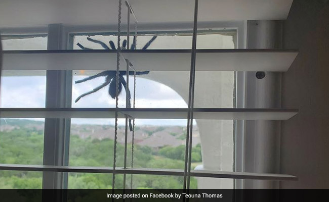 महिला को खिड़की पर लटकी दिखी इतनी बड़ी मकड़ी, निकल पड़ी चीखें, फिर पति ने किया कुछ ऐसा...