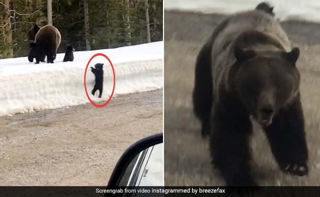 भालू के बच्चों को देखने के लिए रोकी कार तो Attack करने के लिए मां ने लगा दी दौड़ और फिर... देखें Video