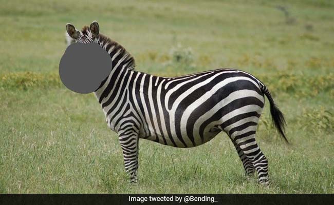 चेहरा छिपाकर शख्स ने पूछा - कौन है यह जानवर? लोगों ने दिए लोट-पोट कर देने वाले अजीबोगरीब जवाब