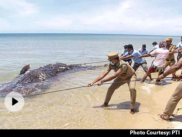 Carcass Of 18 Feet Long Whale Shark Washes Up On Tamil Nadu Beach