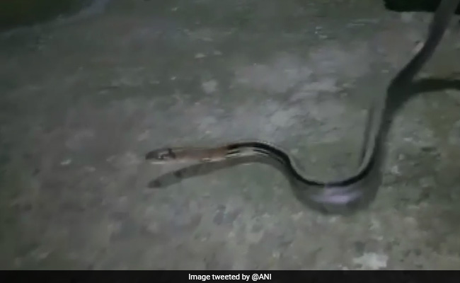Rare Copper-Headed Snake Rescued In Odisha's Mayurbhanj: Official