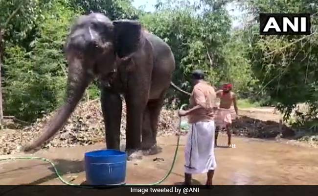2 Elephants To Turn Crorepatis As Bihar Man Wills Them Half His Property
