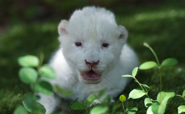 In Spain, The White Lion Cub Whose Mum Didn't Want Him