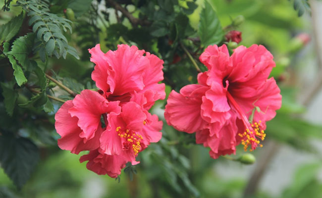 Hibiscus In Indian Beauty Remedies, From Youthful Skin To Radiant Hair