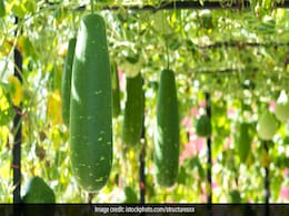 How To Make Ash Gourd Or Petha Juice For Weight Loss And Alkaline Detox How To Make Ash Gourd Or Petha Juice For Weight Loss And Alkaline Detox