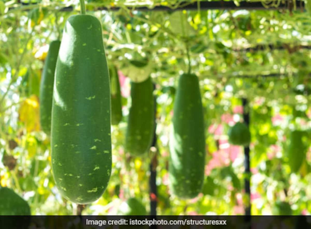 How To Make Ash Gourd Or Petha Juice For Weight Loss And Alkaline Detox Ndtv Food