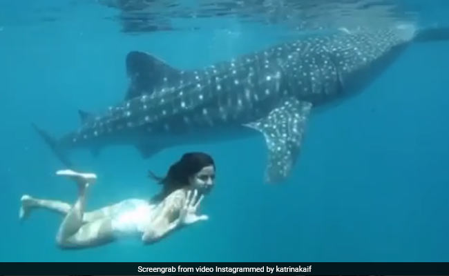 World Oceans Day 2020: When Katrina Kaif Went Swimming With A Whale Shark