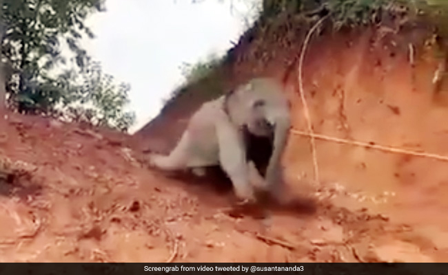 हाथी के बच्चे ने जंगल में दिखाई ऐसी शरारत, ढलान में लेटकर ऐसे किए मजे... देखें Viral Video