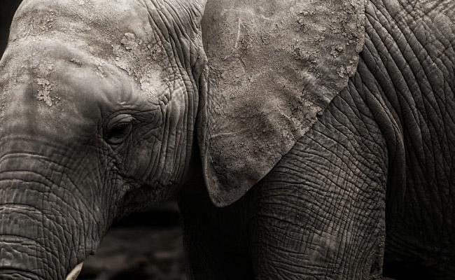 Elephant Dies After Being Hit By Express Train In Odisha