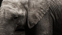 3 Elderly Die As Elephant Attack Sparks Stampede At Kerala Temple