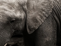 3 Elderly Die As Elephant Attack Sparks Stampede At Kerala Temple 3 Elderly Die As Elephant Attack Sparks Stampede At Kerala Temple