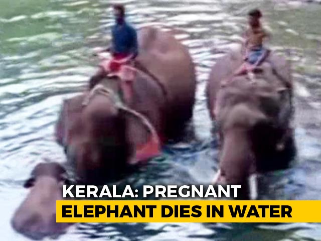 Virat Kohli "Appalled" By Killing Of Pregnant Elephant In Kerala