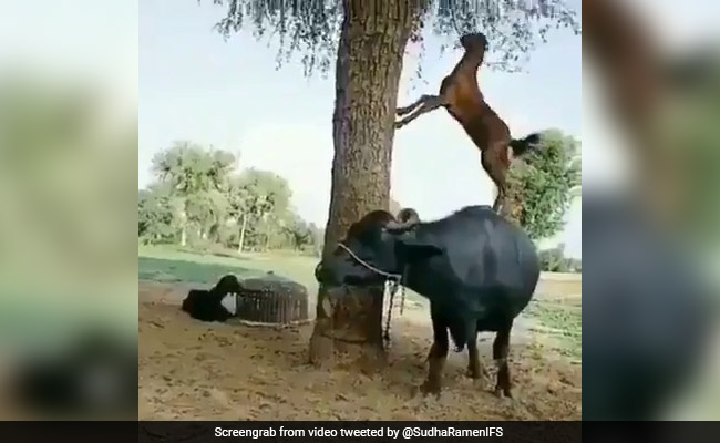 This Clever Goat Found A Hilarious <i>'Jugaad'</i> To Munch On Leaves. Watch