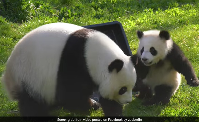 A Panda Cub Plays With His Mother In This Delightful Video. Watch
