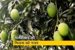 लॉकडाउन के कारण आम के व्यापार में भारी नुकसान लॉकडाउन के कारण आम के व्यापार में भारी नुकसान