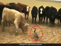 अकेली बत्तख ने गाय के झुंड से लिया पंगा, Attack करने आईं तो ऐसे मारी चोंच... देखें Viral Video अकेली बत्तख ने गाय के झुंड से लिया पंगा, Attack करने आईं तो ऐसे मारी चोंच... देखें Viral Video