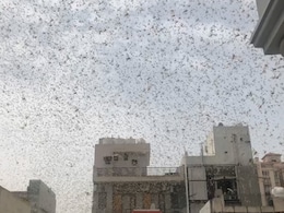 Locust Swarms Spotted Near Delhi Airport, Pilots Asked To Be Cautious Locust Swarms Spotted Near Delhi Airport, Pilots Asked To Be Cautious