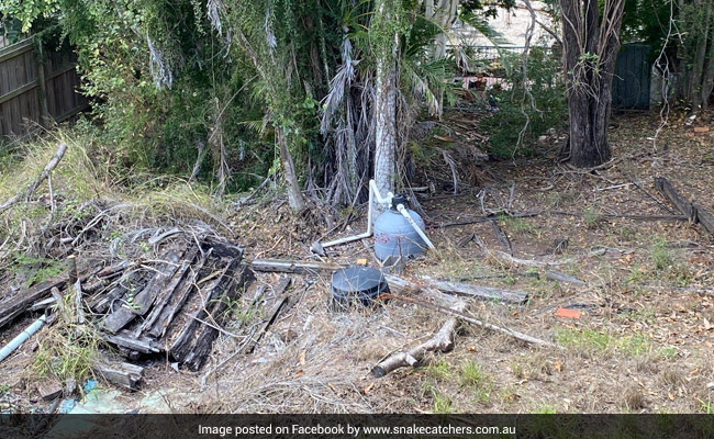 There's A Huge Python Hiding In This Pic. Can You Find It?