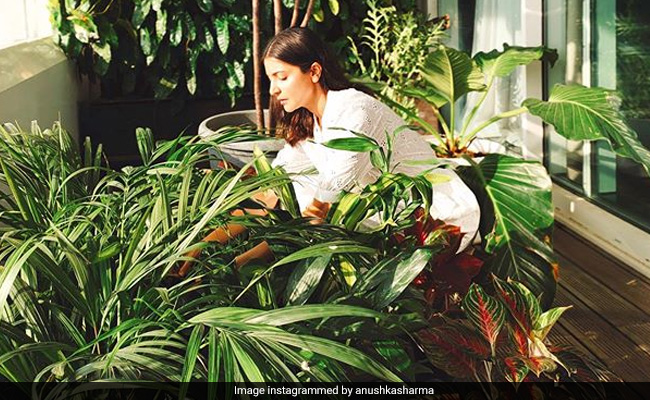 Anushka Sharma Is Back With Another Pic Of Her Mumbai Apartment. This Time, Her Home Garden