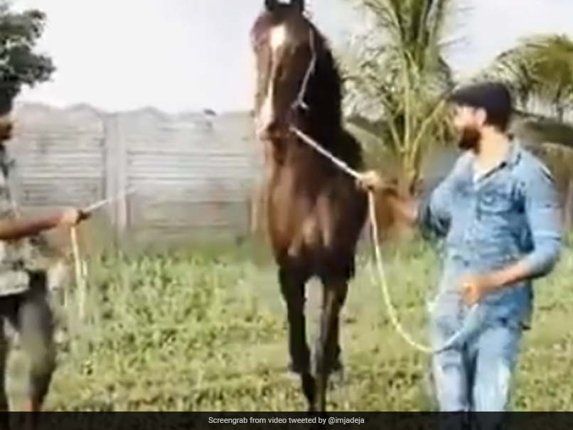 Watch: Ravindra Jadeja Spends Time With His Horse In Latest Video