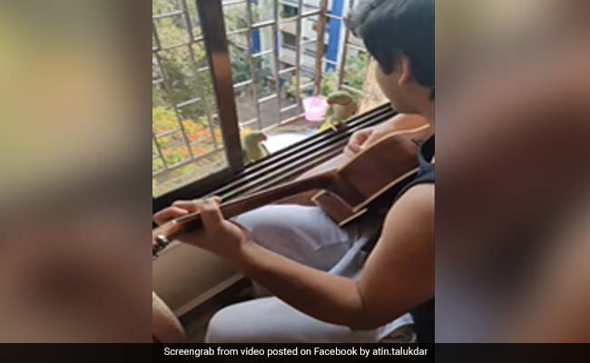 Mumbai Guitarist's Impromptu Gig With Parrots Charms The Internet